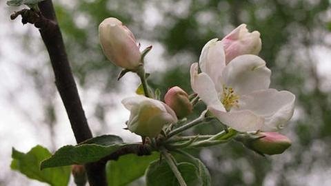 Apfelblüte in Vaasa
