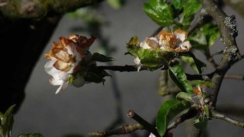 Apfelblüte Schlehdorf mit Frostschäden