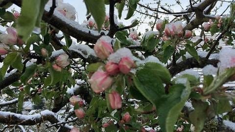 Apfelblüte mit Schnee bedeckt