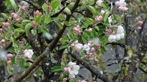 Apfelblüte in Schlehdorf