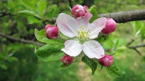 Apfelblüte in Villingen-Schwenningen