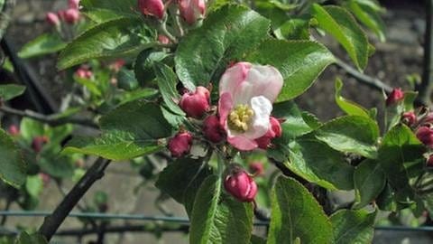 Apfelblüte in Irxleben, Apfelsorte Goldparmäne