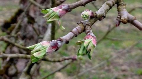 Apfelblüte Burgundfahrt Reinette grise de Canada Mamirolle