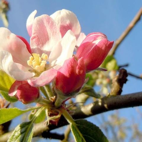 Offene Apfelblüte