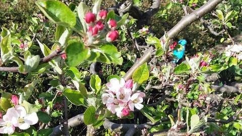 Apfelblüten Blühbeginn in Leizpzig