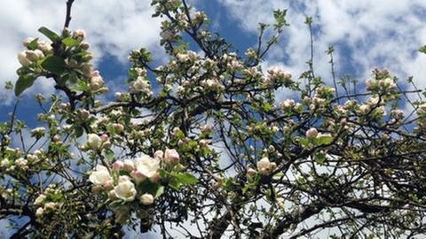 Apfelblüte in Gomaringen