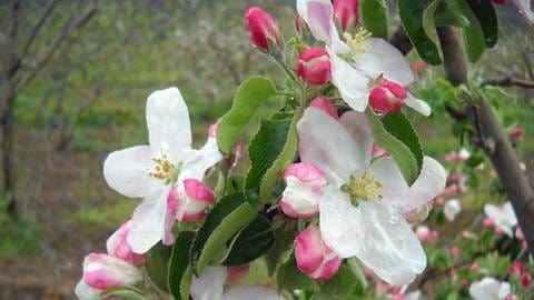 Apfelblüte in Mazedonien