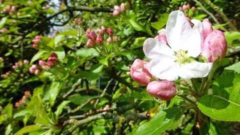 Apfelblüte in Bremerhaven