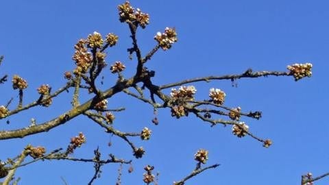 Beginn der Kirschblüte in Karlsruhe