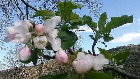 Apfelblüte in Traben-Trarbach