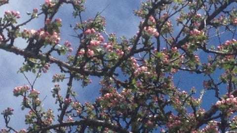 Apfelblüten auf 1080 Meter über dem Meer in Althütte am Schluchsee