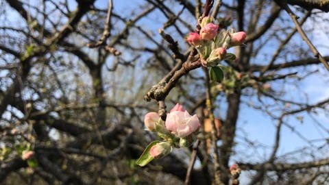 Geöffnete Blütenknospe an einem Apfelbaum