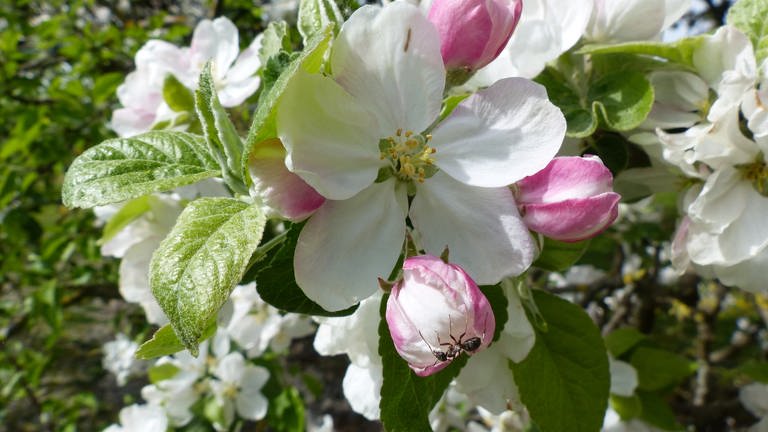 14. April: Aus der Erzabtei St. Ottilien ein weiteres tolles Bild in der Reihe "Tier besucht Apfelblüte" :)