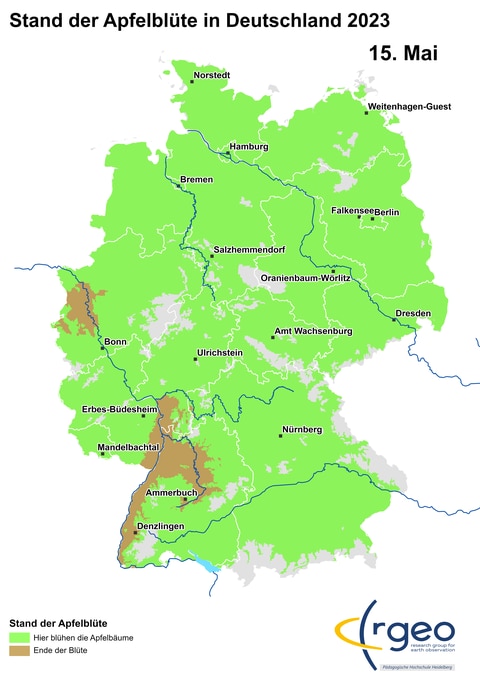 15. Mai: Was zuerst geblüht hat, verblüht zuerst. Am Rhein und seinen Nebenflüssen ist das jetzt der Fall. Im Nordosten und in den Höhenlagen dagegen finden sich noch aufblühende Apfelbäume.