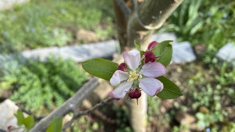 19. März: Auch in Karlsruhe beginnt die Apfelblüte bereits vor dem kalendarischen Frühlingsbeginn. Der Oberrheingraben ist für gewöhnlich die Region Deutschlands, in der die Apfelbäume am frühesten blühen. Dieses Jahr allerdings sind die Kölner Bucht und der Niederrhein schneller.