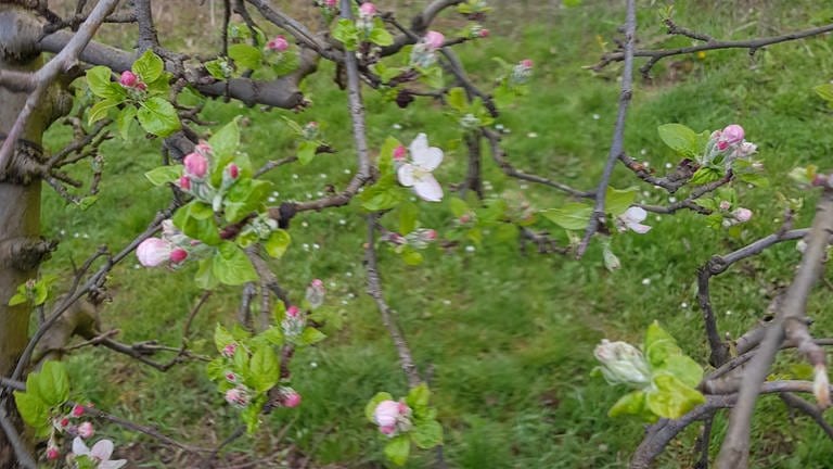 24. März: In WeisenheimSand westlich von Mannheim beginnt die Apfelblüte in einer Spalierobstanlage.