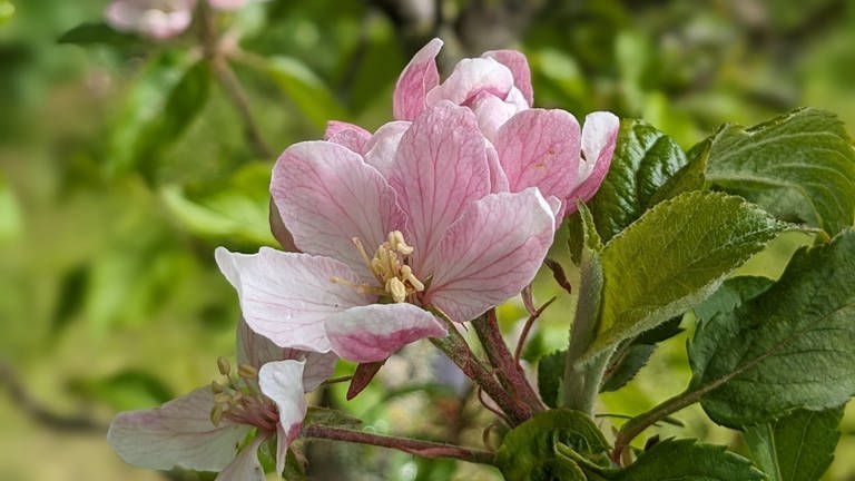 20. April: Unsere erste Inselblüte in diesem Jahr! Elstar öffnet auf Wangerooge seine Blüten. Und wir sind dabei. Cool.