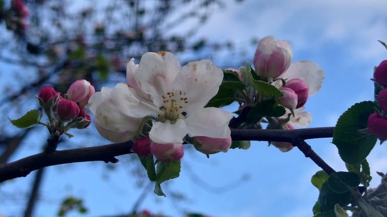 21. April: Auf 344 Meter öffnen sich erste Blüten an einem 100-jährigen Baum in Spiesen-Elversberg im Saarland. Regen und Kälte haben der ersten kleinen Blüte sichtbar zugesetzt.