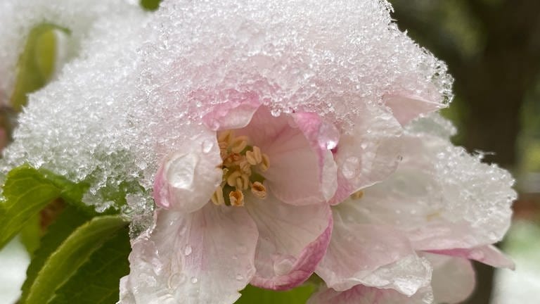 22. April: In Guest in Vorpommern hat sich diese Apfelblüte für das Tragen einer modischen Schneehaube entschieden. Schick. Und schützt möglicherweise vor dem Blüten-Kältetod.