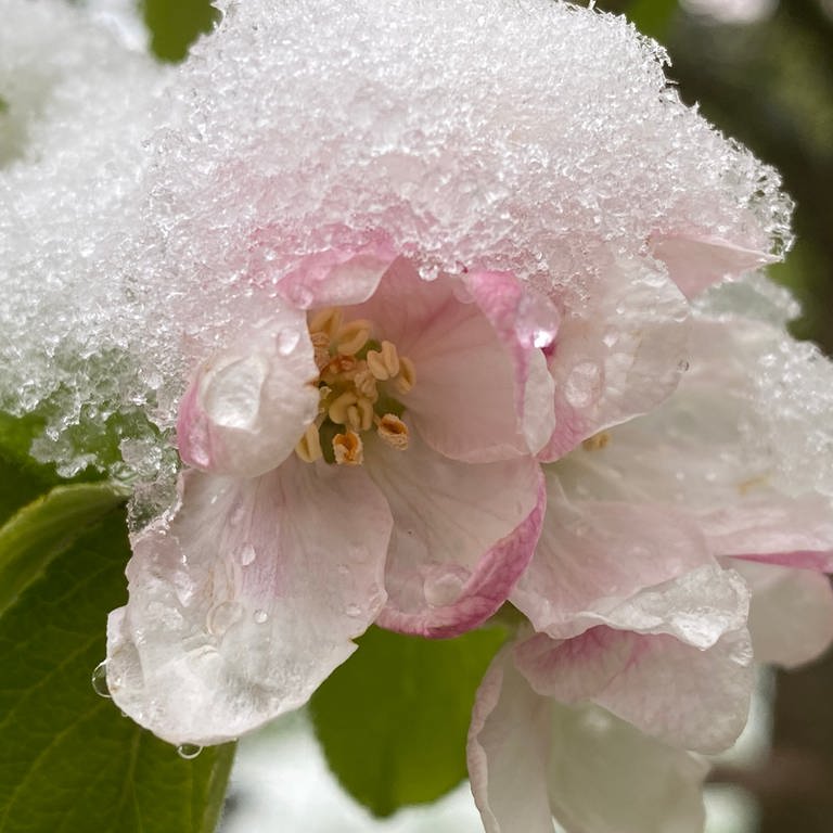 22. April: In Guest in Vorpommern hat sich diese Apfelblüte für das Tragen einer modischen Schneehaube entschieden. Schick. Und schützt möglicherweise vor dem Blüten-Kältetod.