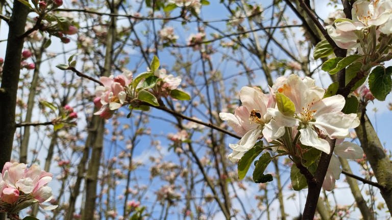 ... hat auch dieses Apfelblütenfoto seinen Reiz. Entstanden ist es am 27. April in Zusammenarbeit eines Apfelbaums unbekannter Sorte mit einem Teilnehmer unserer Aktion in Finnentrop im Sauerland.