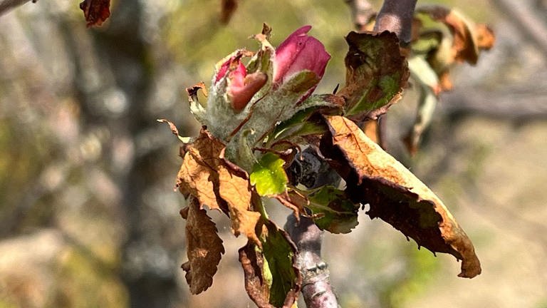 1. Mai: "Struppi", der kleine Apfelbaum ganz oben auf dem Schliffkopf im Nordschwarzwald, hat auf 1048 Meter Höhe einen weiteren Winter überstanden. Die frühe Wärme in diesem Frühjahr verleitete ihn dazu, seine Blätter früh auszutreiben. Sie sind an einigen Stellen erfroren. Aber die Blütenknospen sind intakt. Und so wird Struppi versuchen, im fast skandinavisch kurzen Sommer auf dem Schliffkopf Äpfel zu produzieren. Wahrscheinlich ist Struppi selbst aus einem Apfelrest gewachsen, den ein Wanderer weggeworfen hat.
