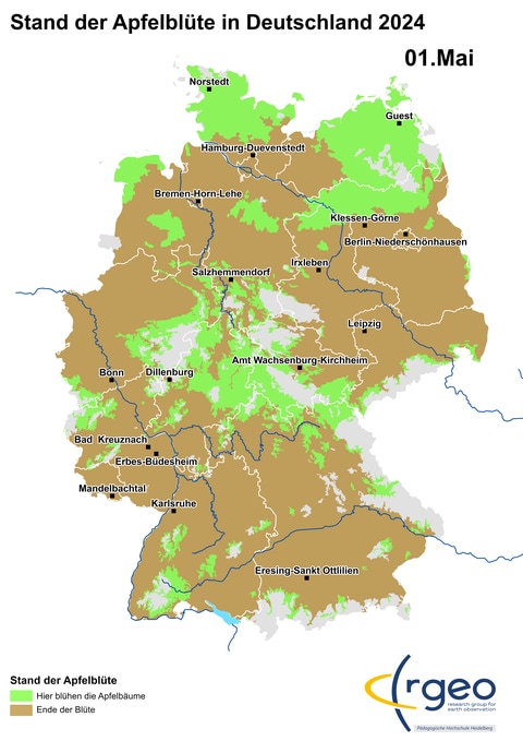 Ausbreitung der Apfelblüte in Deutschland am 1. Mai 2024